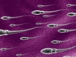 Sel-sperma.jpg
