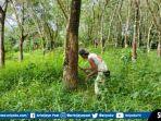 Harga Karet di Kabupaten Musi Rawas Sumsel Hari Ini Turun Lagi Jadi Rp 6.500 Per Kg, Petani Lesu