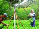 Sungkono-bersama-istri-Yatinah-memanen-kangkung.jpg