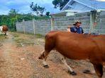 Tampak-salah-satu-peternak-sapi-di-wilayah-Kelurahan-Handayani.jpg