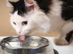 Ternyata-Kucing-Sangat-Pemilih-soal-Mangkuk-Air-Berikut-4-Alasannya-Termasuk-Ukuran-Mangkuk.jpg