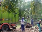 Petani Sawit di OKI Senang, Harga Tandan Buah Segar Kini Tembus Rp 2.500 Per Kilogram.