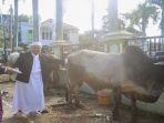 Wagub-Mawardi-Yahya-mengamanahkan-qurban-seekor-sapi.jpg