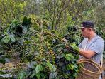 Walikota-Petik-Buah-Kopi.jpg