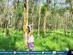 Harga Karet di Musi Rawas Sumsel Hari Ini Turun Jadi Rp 6.000 Per Kg, Petani Lesu dan Malas Menyadap