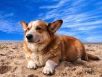 anjing-jenis-corgi-bersantai-di-pinggir-pantai.jpg