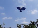atraksi-layangan-3d-yang-mengudara-di-pelataran-bkb-palembang_20180819_154909.jpg
