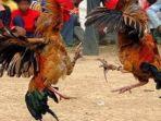 ayam-jago-ketika-bertarung-satu-lawan-satu-di-arena-judi-sabung-ayam.jpg