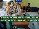 belum-pastikan-asfani-diterkam-harimau-di-lahat-bksda-ungkap-2-fakta-baru-terkait-korban1.jpg