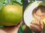 black-sapote-hl.jpg