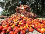 buah-kelapa-sawit.jpg