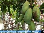 buah-mangga-muda.jpg