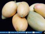 buah-mangga1-buah-mangga.jpg