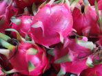 buah-naga_20180731_170333.jpg