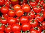 buah-tomat-merah.jpg