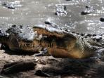 buaya-di-honduras-kelaparan_20151104_103657.jpg