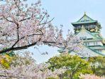 bunga-sakura-mekar-di-depan-salah-satu-kastil-di-jepang.jpg