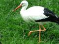 burung-bangau.jpg