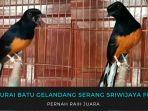 burung-murai-batu-milik-hari-habrian-gelandang-serang-sriwijaya-fc-ini-pernah-raih-juara.jpg