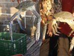 cara-membedakan-rajungan-dan-kepiting-bahan-utama-test-masterchef-indonesia-serupa-tapi-tak-sama.jpg
