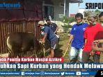 detik-detik-panitia-kurban-masjid-azzikro-lumpuhkan-sapi-kurban-yang-hendak-melawan.jpg