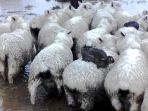 domba-kambing_20170727_134135.jpg