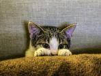 foto-kucing-5.jpg