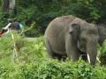 gajah-liar-ke-kebun-warga.jpg