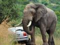 gajah-mengamuk-mobil.jpg