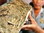 ganja-kering-di-tangan-polisi.jpg