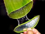 gel-lidah-buaya_20171220_093346.jpg