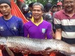 ikan-arapaima-gigas_20180627_072304.jpg