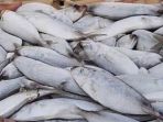 ikan-berformalin_20170617_084218.jpg