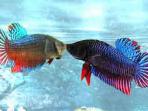 ikan-cupang-aduan_20160504_151729.jpg