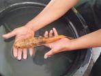 ikan-gabus-kuning.jpg
