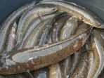ikan-gabus_20170618_122657.jpg