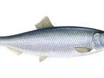 ikan-herring.jpg