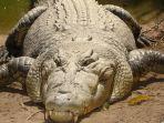 ilustrasi-buaya-1.jpg
