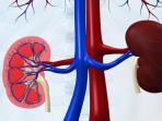 ilustrasi-ginjal_20150620_182322.jpg