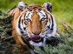 ilustrasi-harimau_20160417_170941.jpg