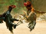 ilustrasi-sabung-ayam.jpg