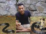 ini-kata-panji-petualang-tentang-perbedaan-ular-cobra-king-cobra-jangan-salah-ini-perbedaannya.jpg