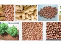 kacang-tanah.jpg