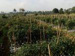 kebun-cabai.jpg