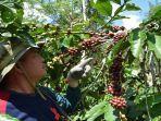 kebun-kopi-di-pagaralam.jpg