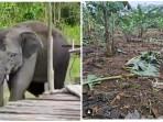 kebun-pisang-dirusak-gajah.jpg