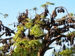 kelelawar-soppeng_20161129_124358.jpg