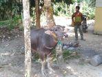kerbau-untuk-berkurban-di-kampung-suku-anak-dalam.jpg