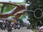 king-kobra-3-meter-bersemayam-di-pohon-hadang-pengendara-tim-damkar-dibikin-geger-tiba-tiba-hilang.jpg