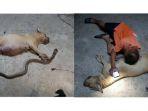 kisah-haru-anjing-hl-1.jpg